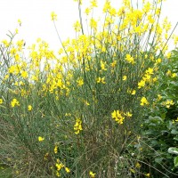 Spanish Broom